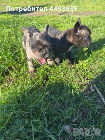 Френски булдог, снимка 4 - Френски булдог - 52665830