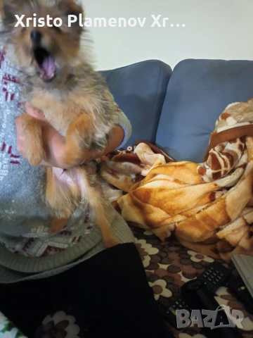 Мъжко куче юрки, снимка 5 - Други - 53571478