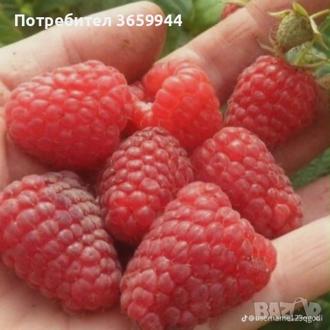 🍓 Качествен разсад ягоди и малини – засади днес, береш утре! 🌱, снимка 5 - Разсади - 53585752
