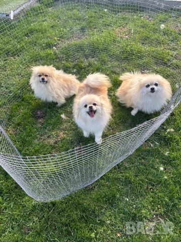 Померани , снимка 2 - Померан - 52179207