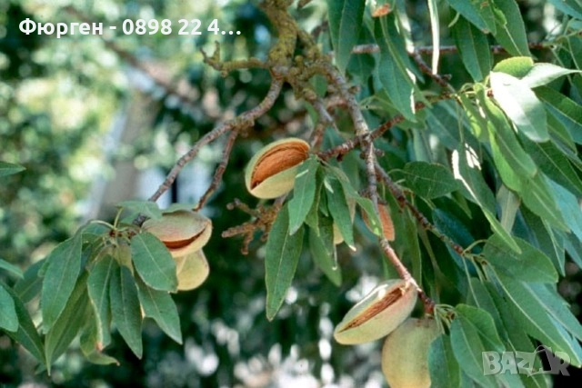 Бадем - Фиданки Студоустойчив