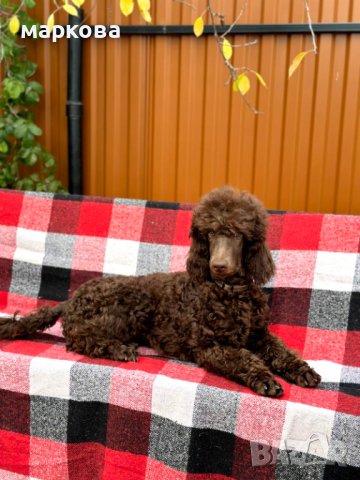 Стандартен,голям пудел