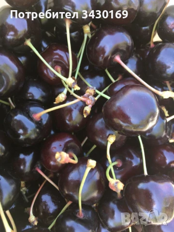 ПРОДАВА ЧЕРЕШОВИ ГРАДИНИ С НАСАЖДЕНИЯ, снимка 2 - Оранжерии - 51149960