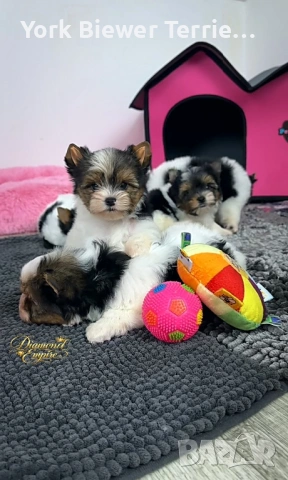 Йоркширски Териери! Розкошни бебета с родословие! Доставка , снимка 2 - Йоркширски териер - 53333121