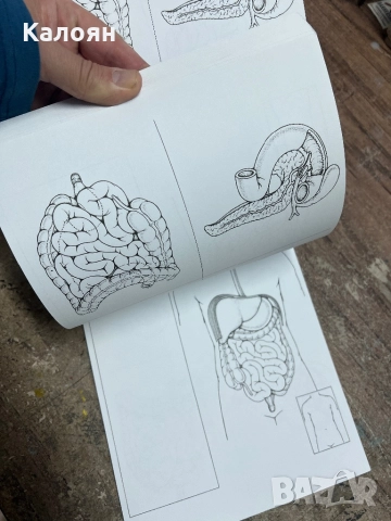 Скицник с анатомични модели за рисуване , снимка 5 - Други - 52196212