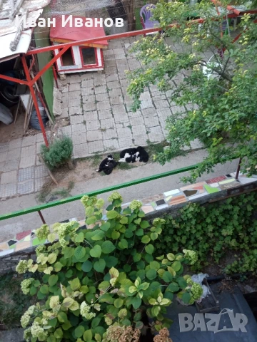 подарявам каракачанки на 45 дни, снимка 1