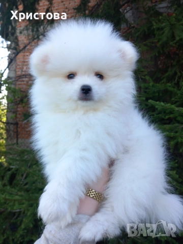 Момче на 55 дни