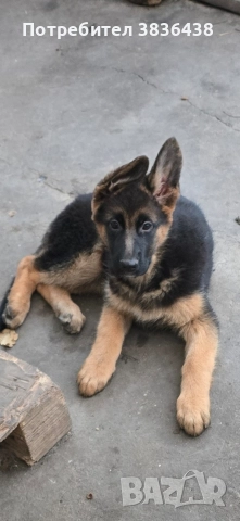 Чистокръвни немски овчарки на сто дена, снимка 4 - Немска овчарка - 52158703
