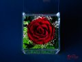 Естествена Вечна Роза в Акрилна Кутия / Уникален Подарък за Рожден Ден / Жива Вечна Роза в Кутия, снимка 4