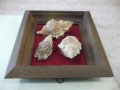 Раковини в дървена рамка, снимка 4