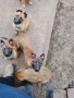 Малки белгийски овчарки , снимка 1