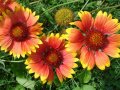 Продавам цветя Гайлардия – разсад за пролетно засаждане в градината, различни цветове, снимка 15