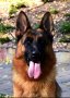 Немска овчарка, снимка 7