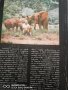Сред животните на Африка, снимка 2