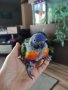 Социални бебета папагали многоцветно лори, снимка 7