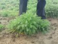 Семена Лайка сортове Лазур и Средец Matricaria chamomilla, снимка 4