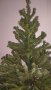 Коледна елха, снимка 2