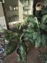 Стайно цвете Дефимбахия 3бр.идруги, снимка 1 - Стайни растения - 39397018