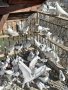 гълъби Унгарци, снимка 1