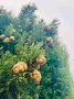Oilo БИО Етерично Масло от Кора от Вечнозелен кипарис (Cupressus sempervirens) - Cypress Oilo 5 мл., снимка 3