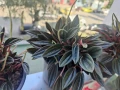 продавам Цветя Пеперомия – 4 налични саксии, снимка 13