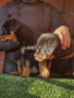 Ротвайлери , снимка 3