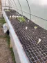 Отопление за оранжерия, разсадник, маса за разсад , парник.Сушилня!, снимка 17