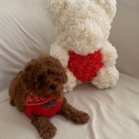 Пудел той червени Poodle toy red, снимка 6 - Пудели - 40449381