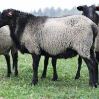 романовски овце -агнета , снимка 2 - Овце - 37071440
