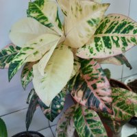  Кротони с красиво обагрени листа, снимка 3 - Стайни растения - 20844994