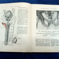 Атлас анатомии человека, снимка 8 - Антикварни и старинни предмети - 43818672