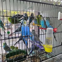 Разнообразие на папагали, снимка 3 - Папагали - 43127939