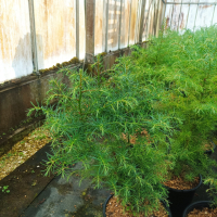 Криптомерия, Cryptomeria japonika „Elegans“, снимка 8 - Градински цветя и растения - 39343168