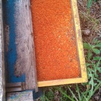 Пчелен прашец билков - реколта 2024, снимка 7 - Пчелни продукти - 14722628
