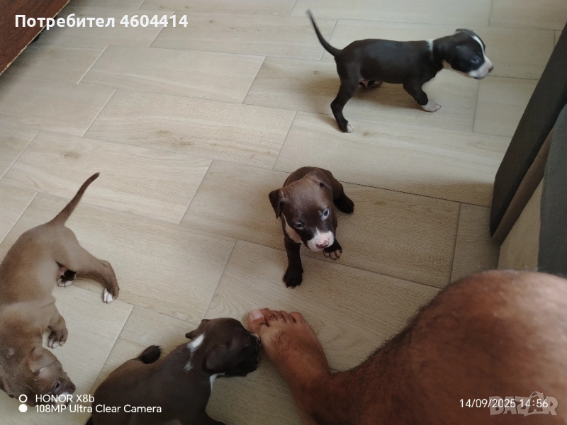 продавам малки питбулчета 3 мъжки 2 женски, снимка 1