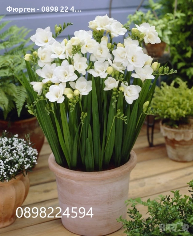 Луковици Фрезия – фракция 5/6, снимка 1