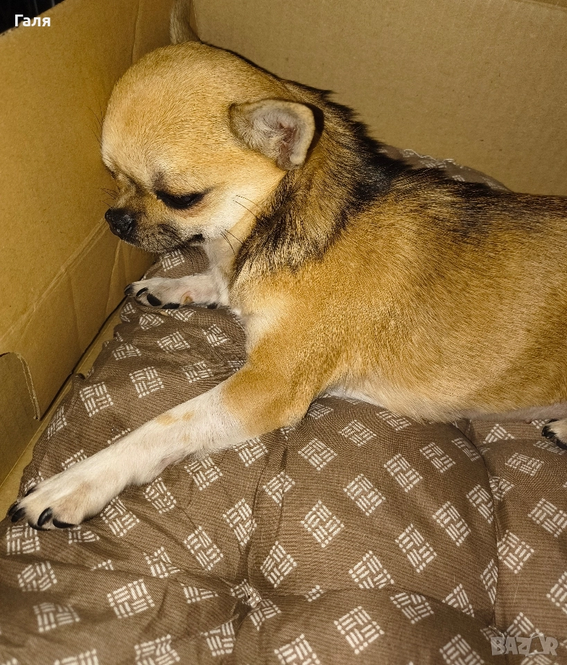 чихуахуа мини , снимка 1