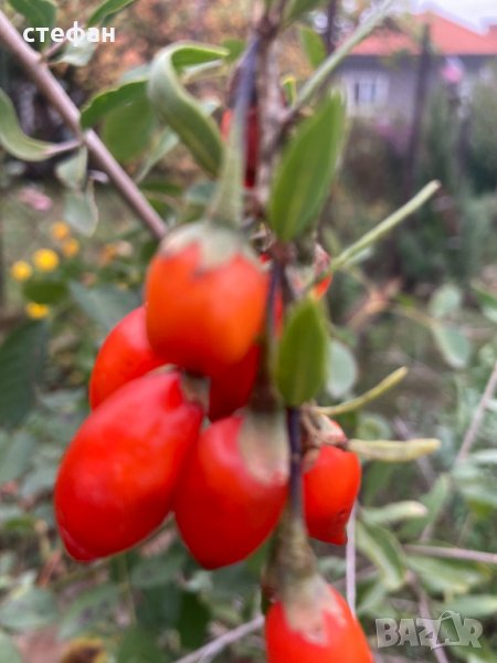 Продавам фиданки Годжи бери,градински жасмин,текома,бреза, снимка 1