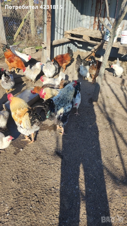 Петли , снимка 1