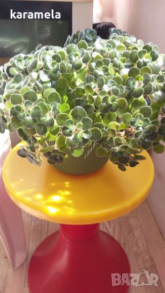 Дървото на парите, снимка 1