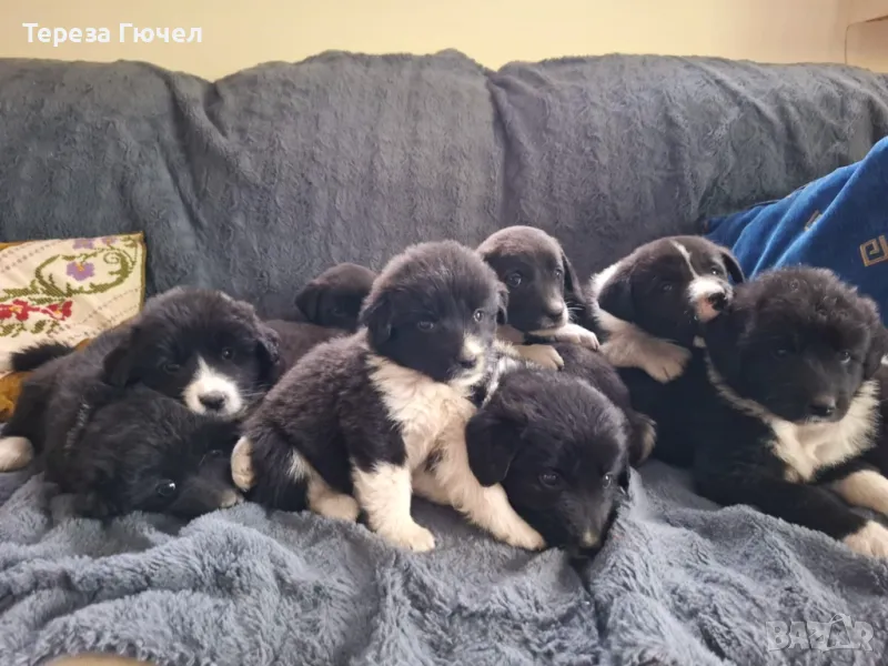 🐶 Каракачански ваксинирани кученца – здрави, обезпаразитени кученца каракачанки (каракачанка)🐾, снимка 1