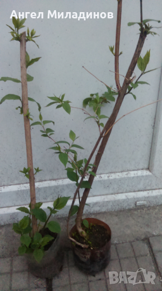 Градински жасмин, снимка 1