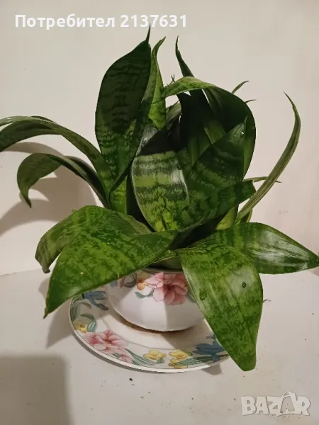 САНСЕВИЕРА в ПОРЦЕЛАН с маркировка , снимка 1