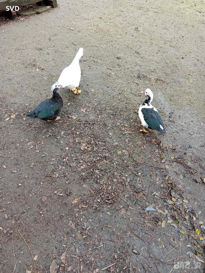 Неми Патки , снимка 1