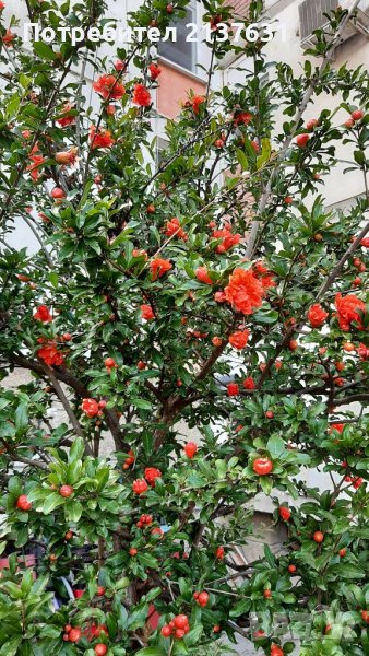 НАР за Отглеждане в Контейнер - Студоустойчив Сорт Wonderful , снимка 1