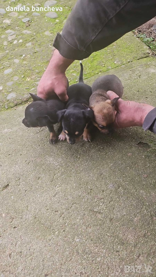 пинчери едно момче и едно момиче, снимка 1