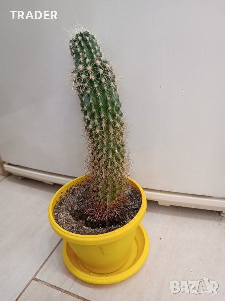 кактус височина 39см, снимка 1
