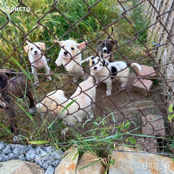 Подарявам кученца, снимка 1