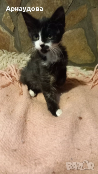 Подарявам мъжко коте, снимка 1