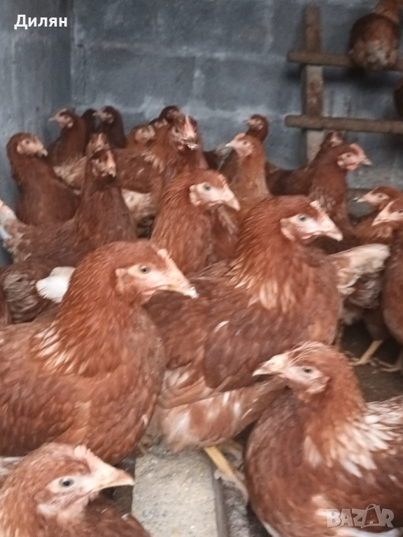 Ярки Ломан Браун, снимка 1